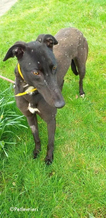 blizz adozione levrieri greyhound 2