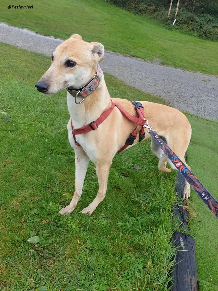 blonde greyhound adozione levrieri ireland 1