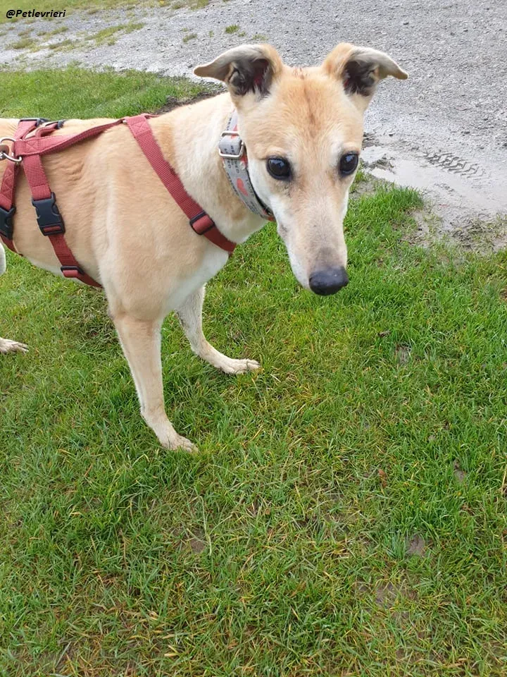 blonde greyhound adozione levrieri ireland 2