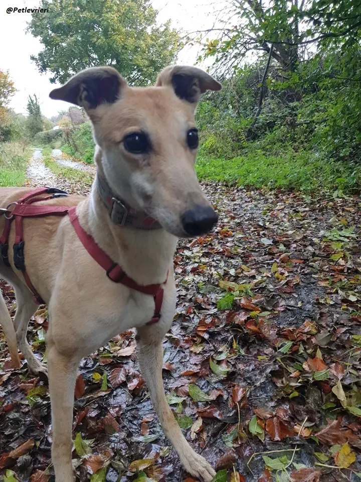 blonde greyhound adozione levrieri ireland 3
