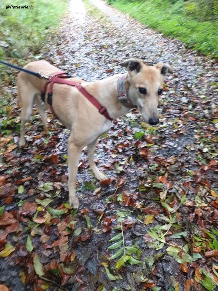 blonde greyhound adozione levrieri ireland 4