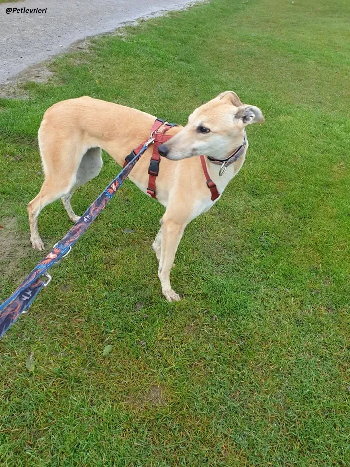 blonde greyhound adozione levrieri ireland 5