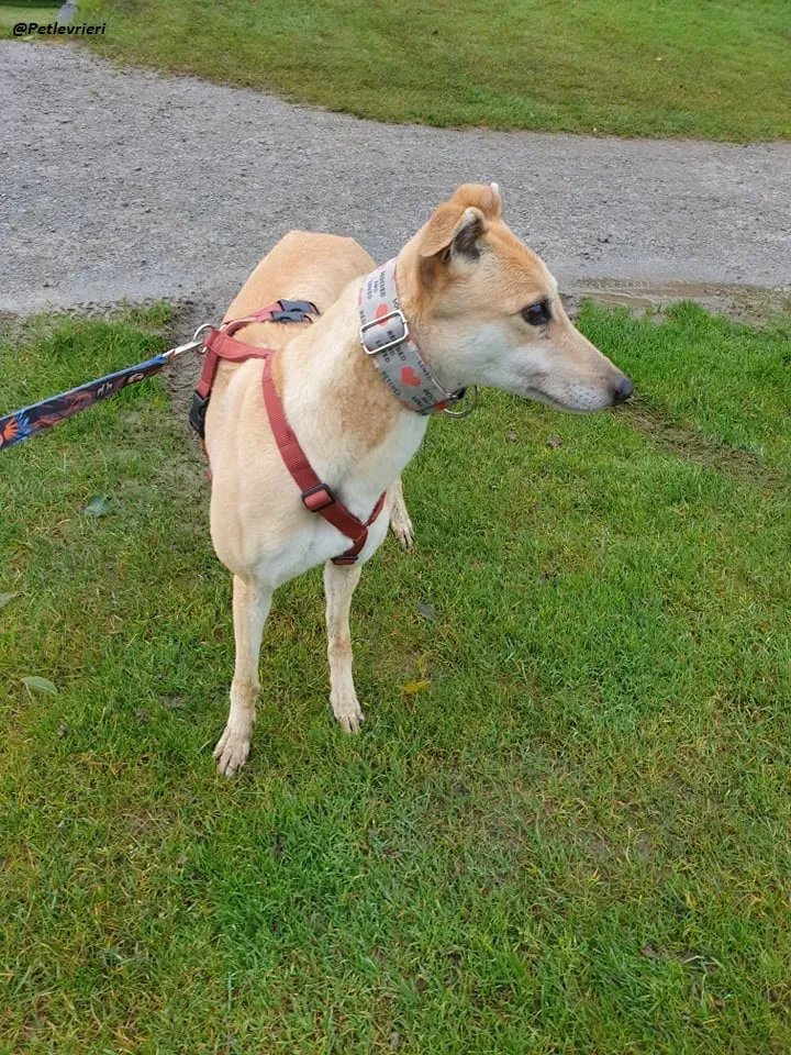 blonde greyhound adozione levrieri ireland 6