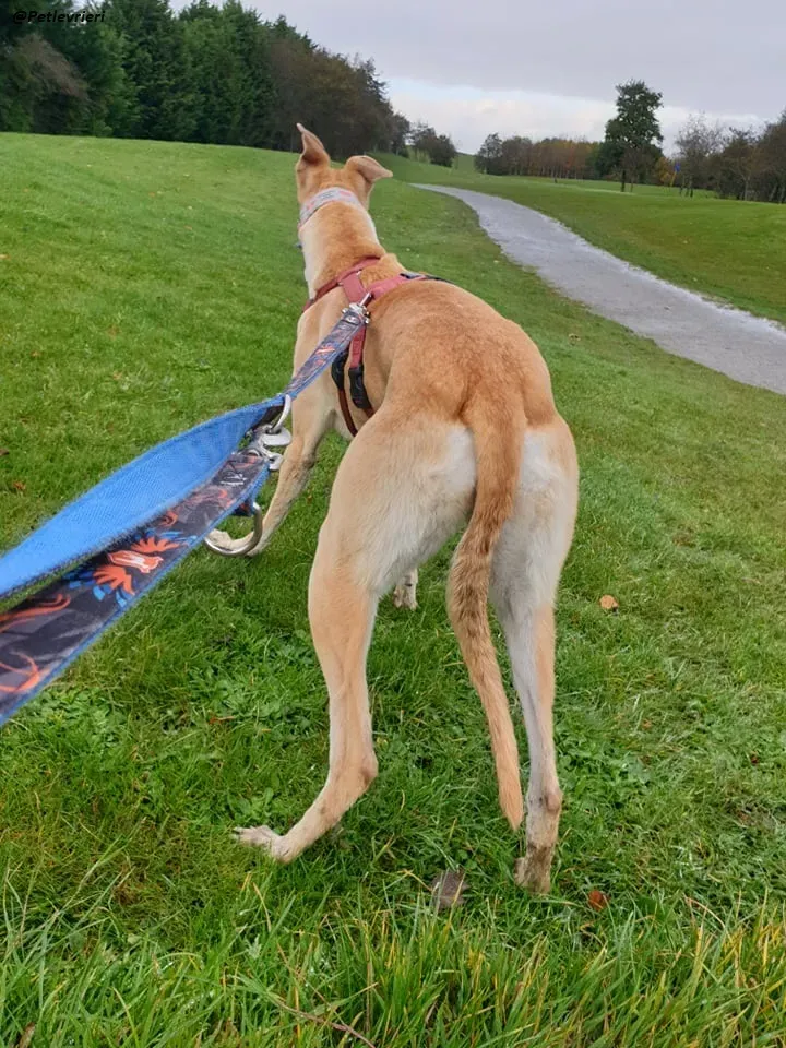 blonde greyhound adozione levrieri ireland 7