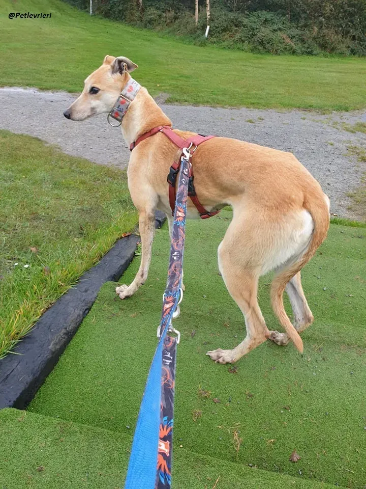 blonde greyhound adozione levrieri ireland 8