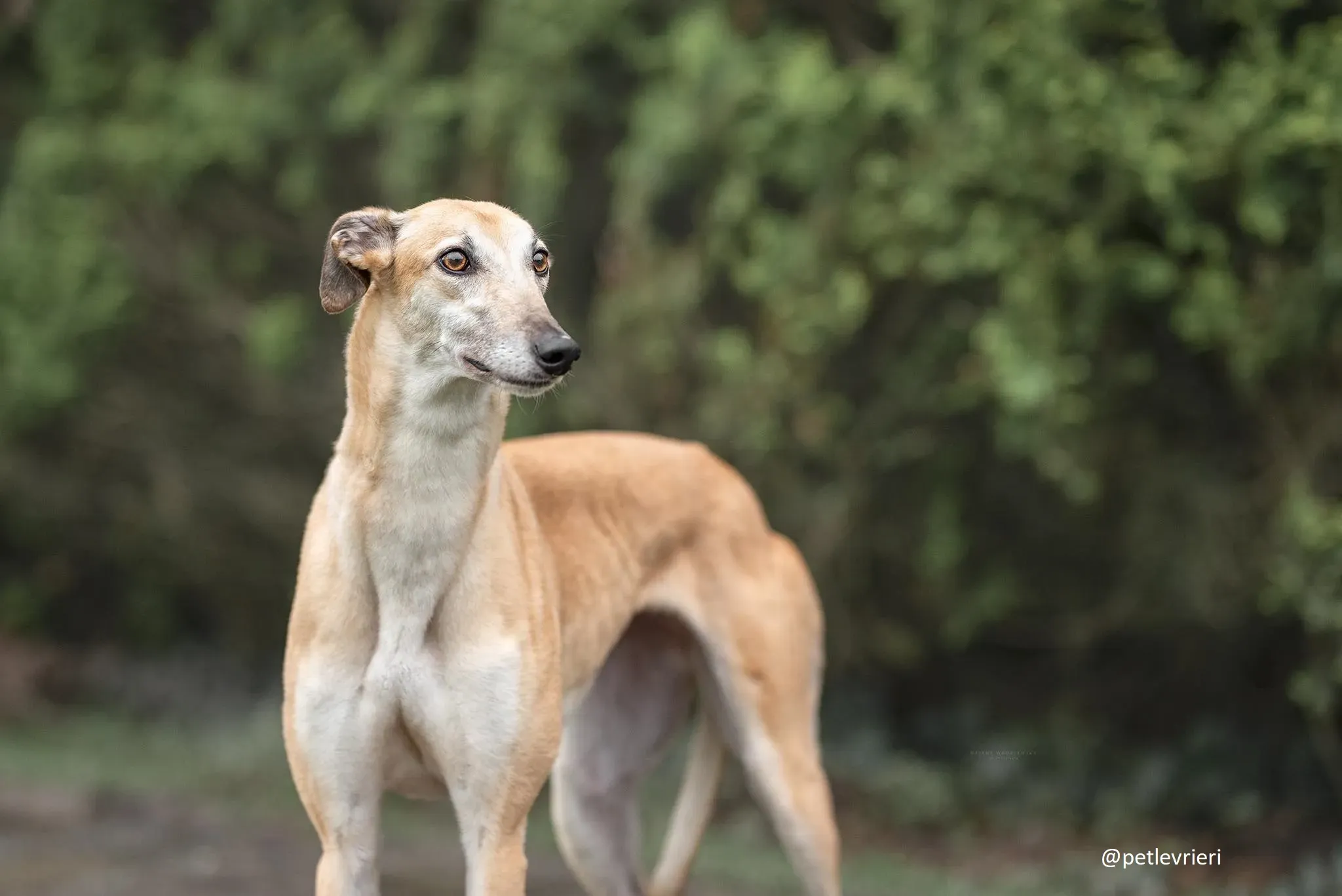 blondie adozione greyhound 1 1