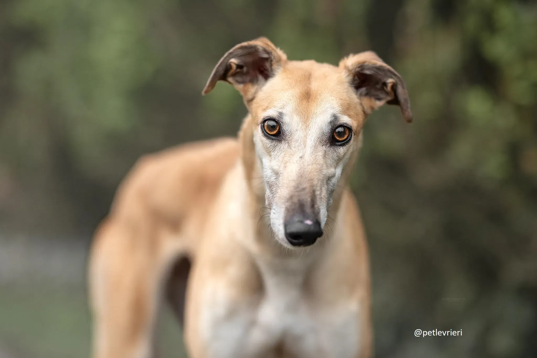 blondie adozione greyhound 1