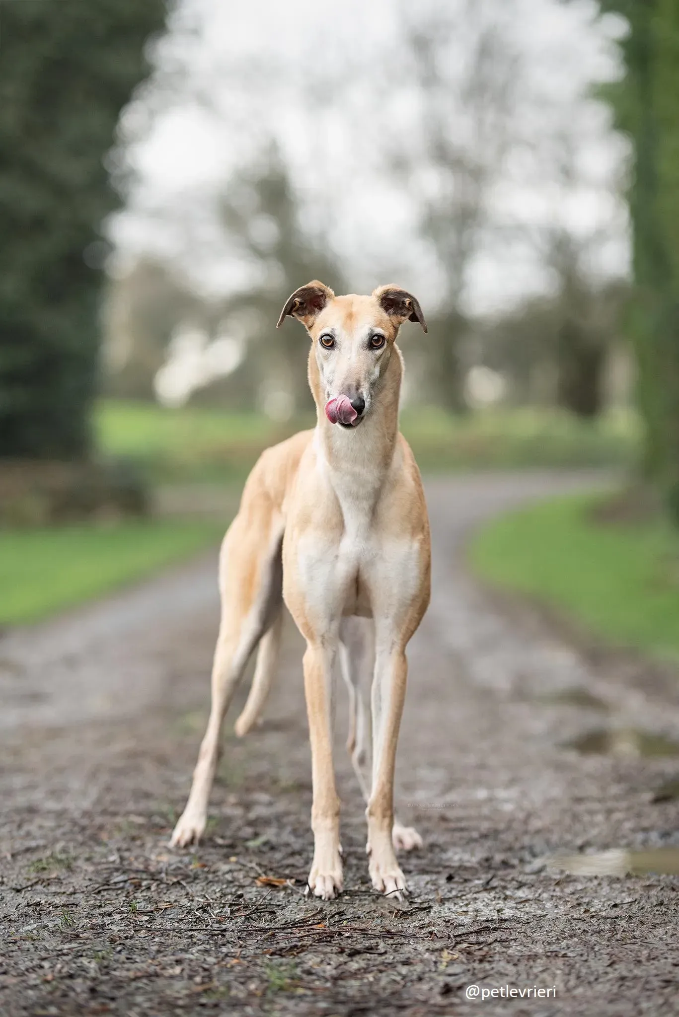 blondie adozione greyhound 2 1