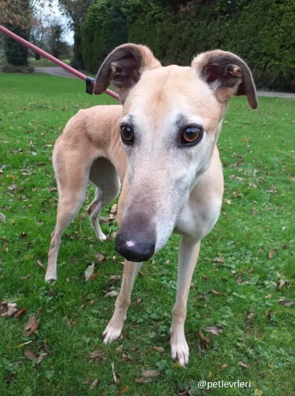 blondie adozione greyhound 2