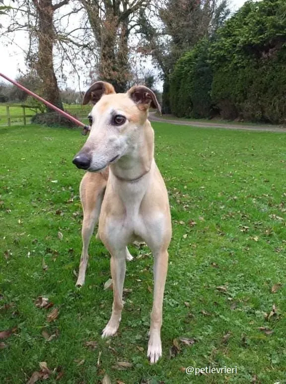 blondie adozione greyhound 3