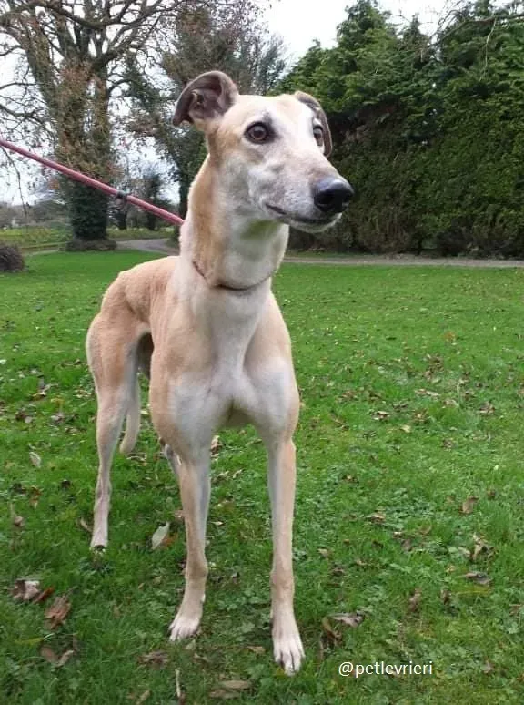 blondie adozione greyhound 4