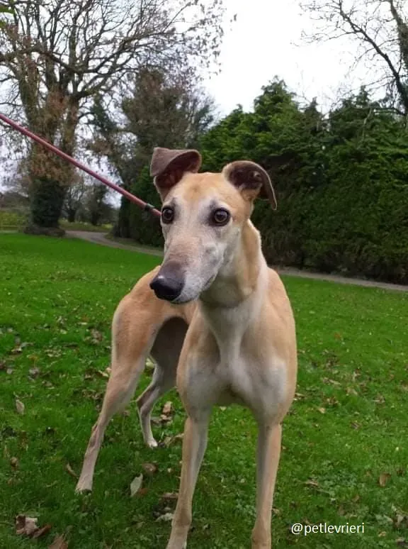 blondie adozione greyhound 5