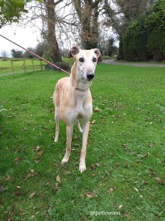 blondie adozione greyhound 7