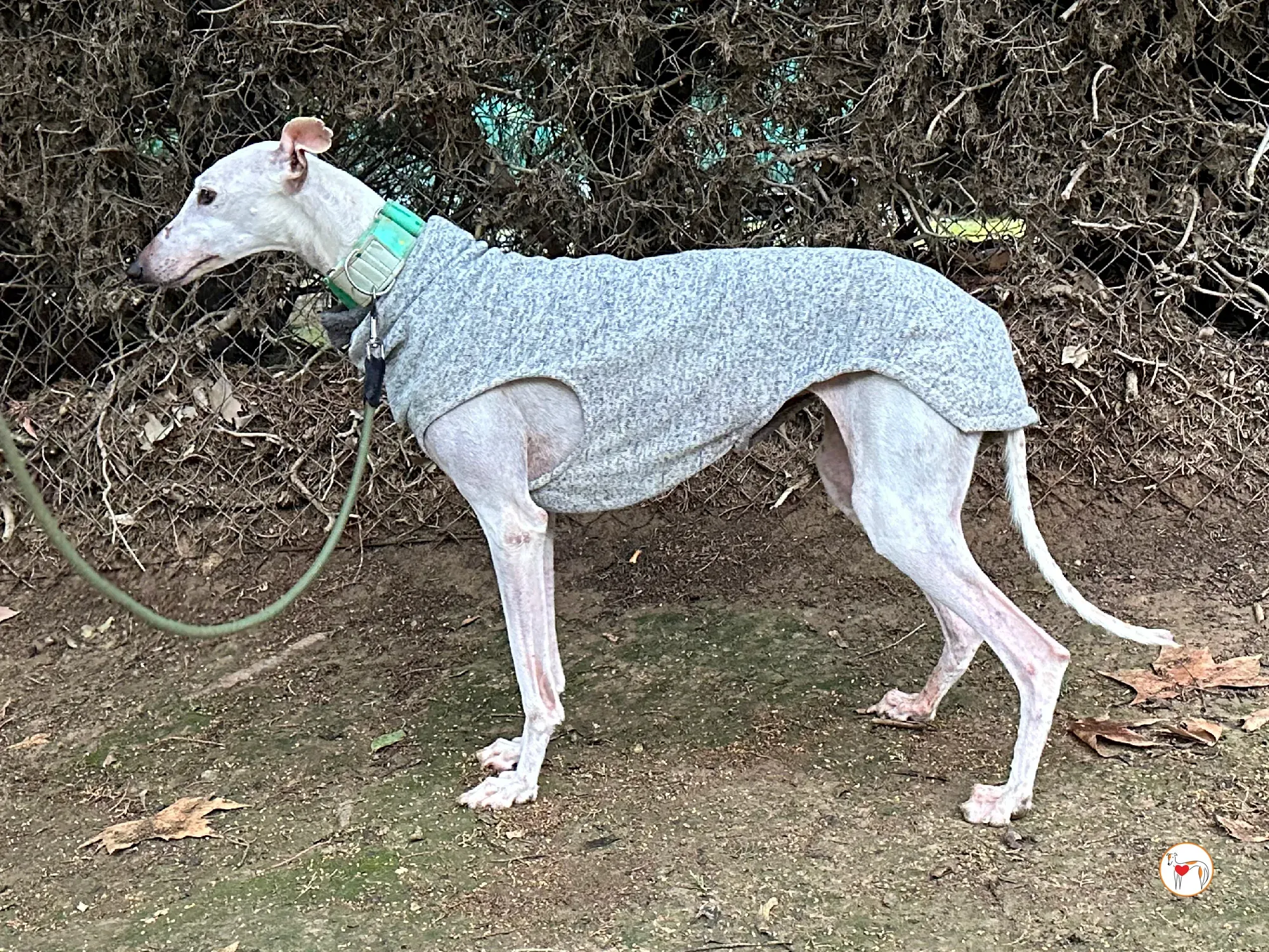 blossom galgo adozione 01