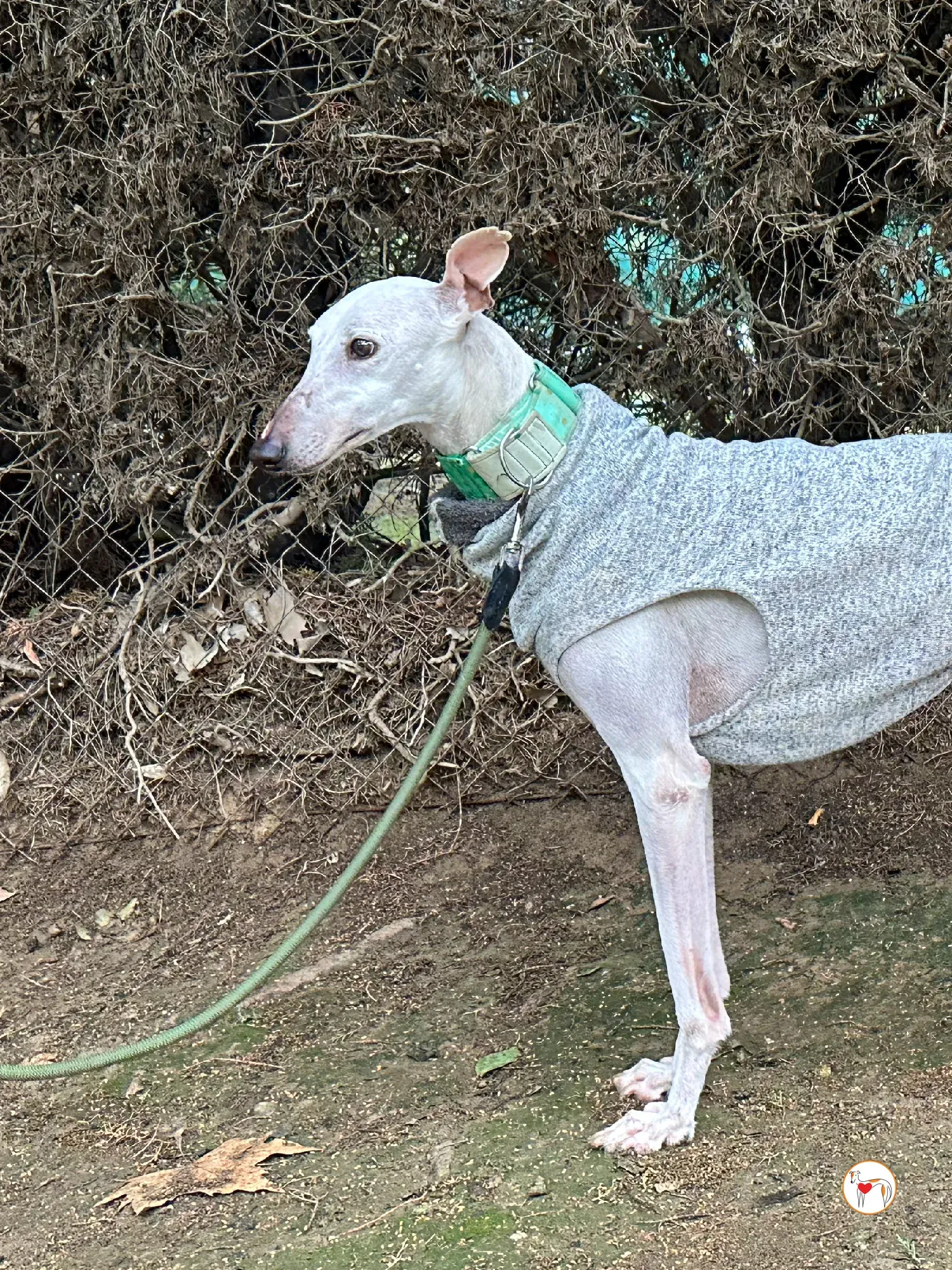 blossom galgo adozione 02