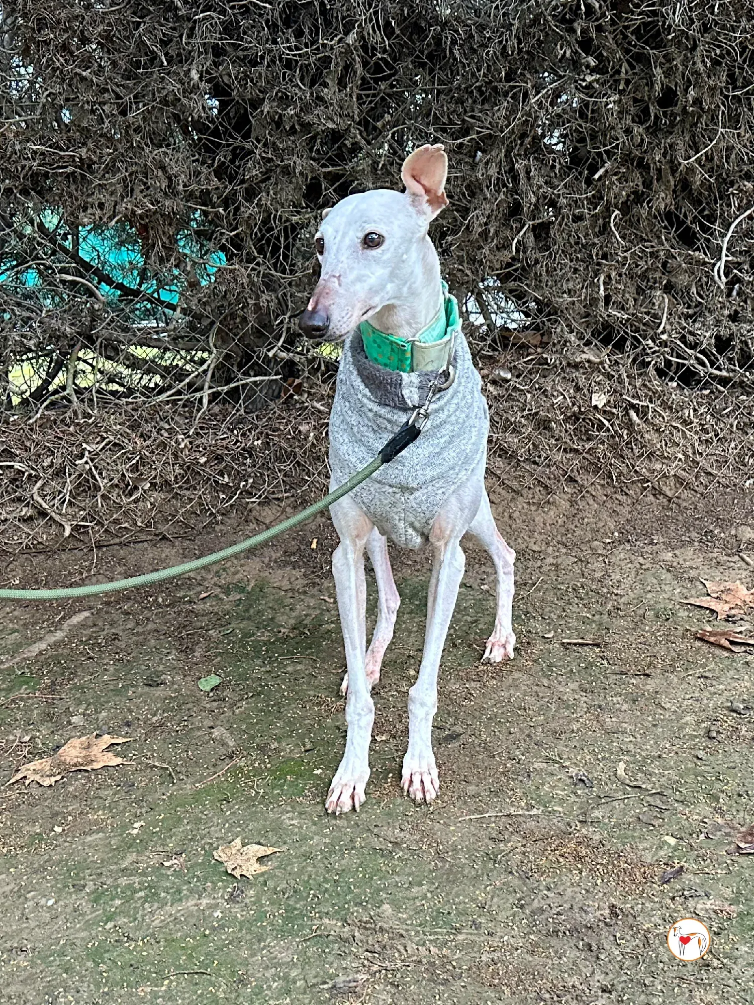 blossom galgo adozione 03