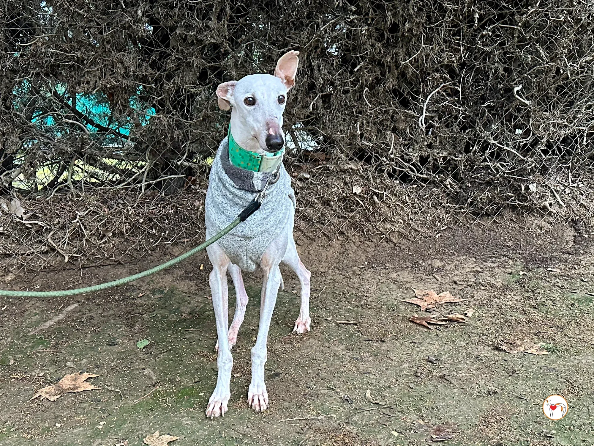 blossom galgo adozione 04