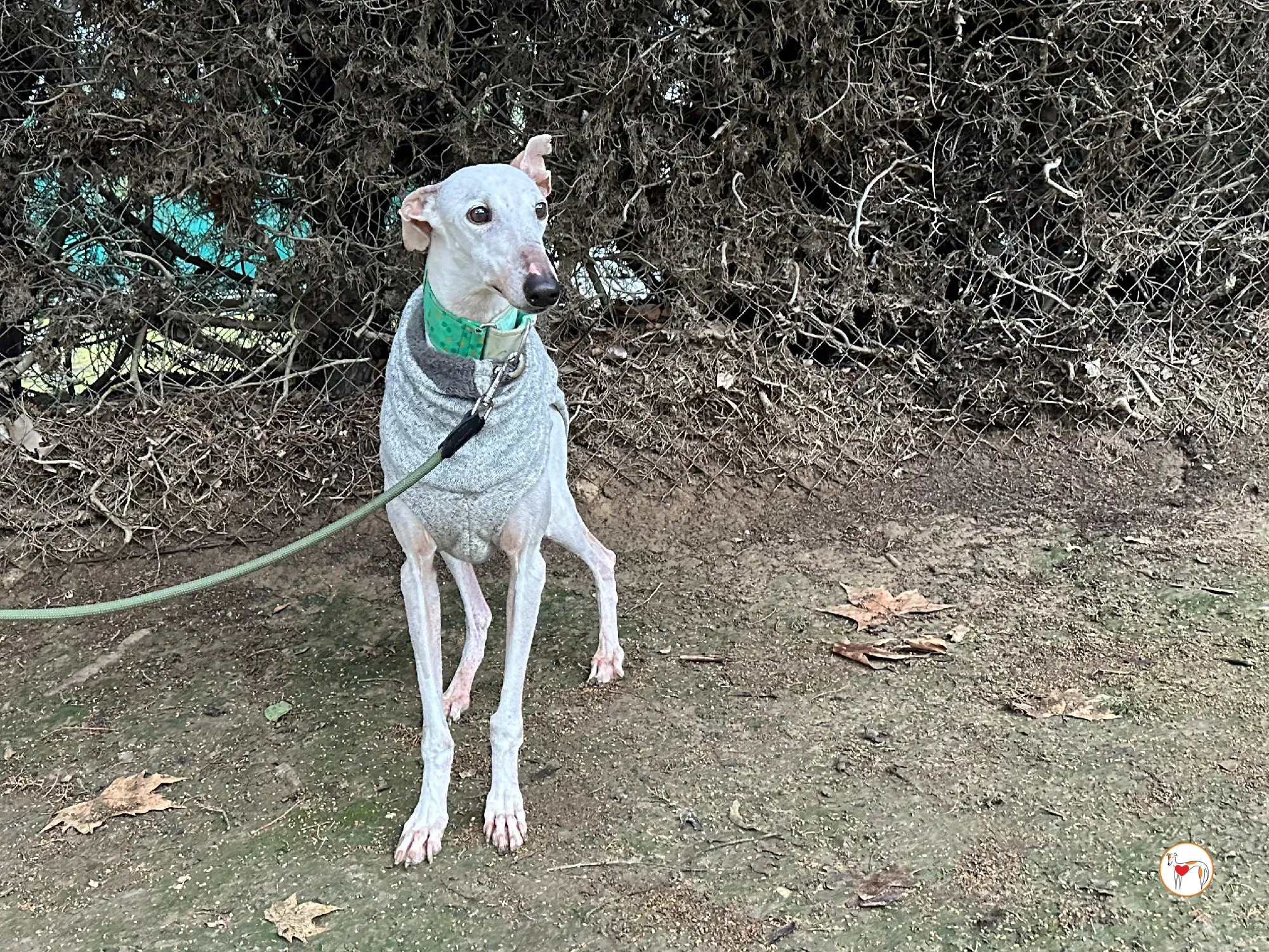 blossom galgo adozione 06