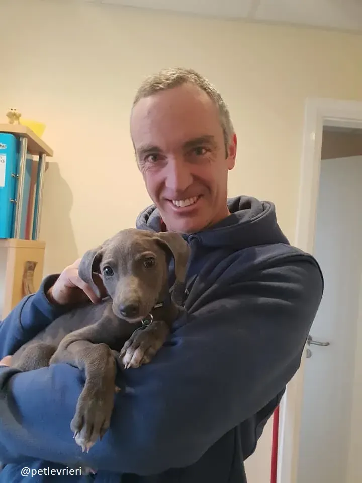 blue adozione greyhound 1