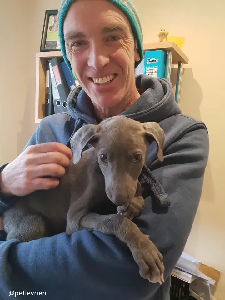 blue adozione greyhound 2