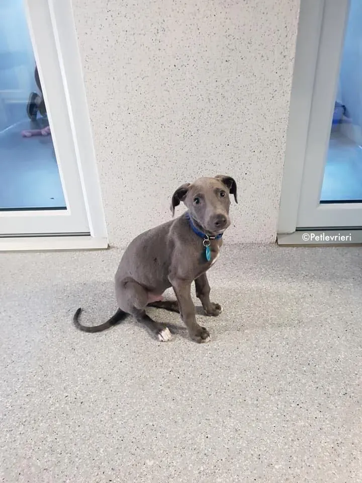 blue adozione levrieri greyhound 1 1