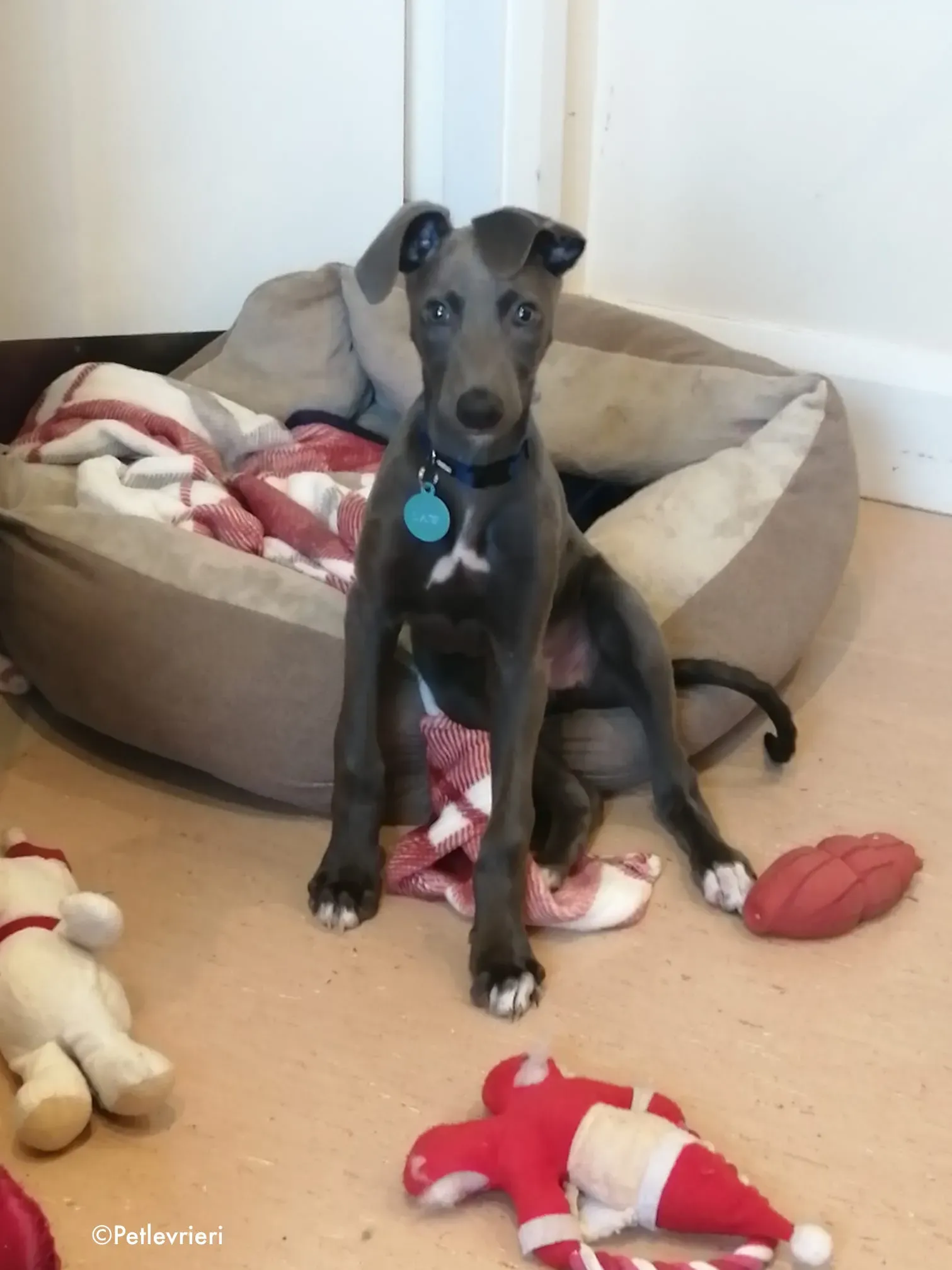 blue adozione levrieri greyhound 1 2