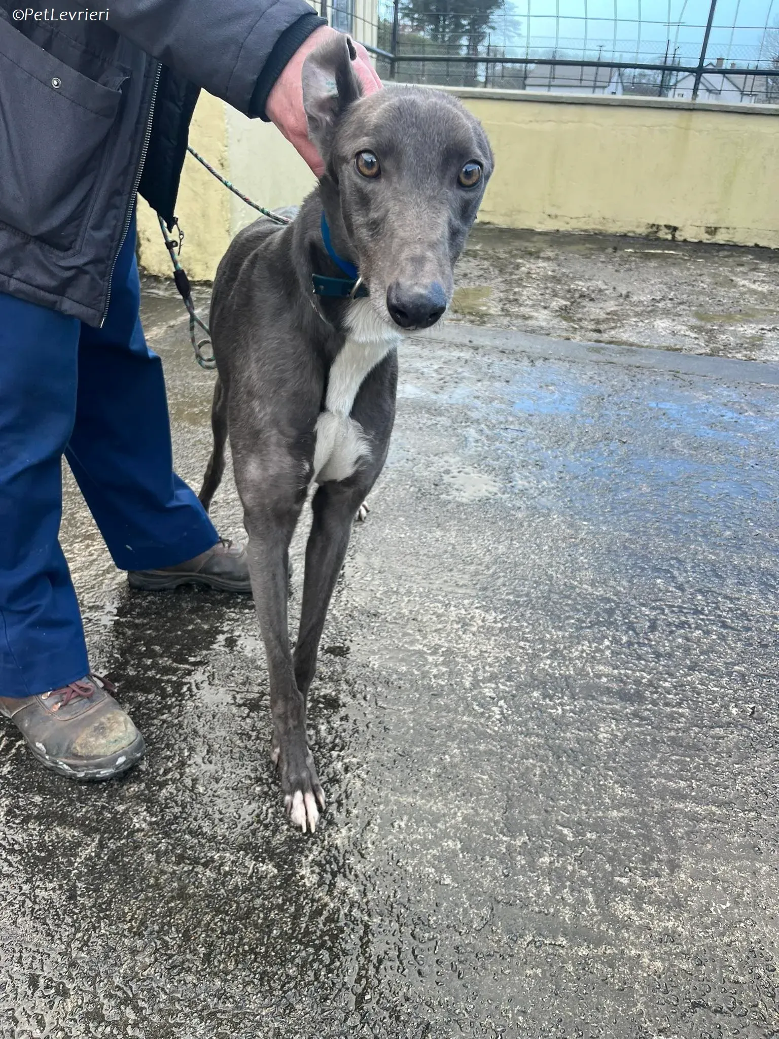 blue adozione levrieri greyhound 1