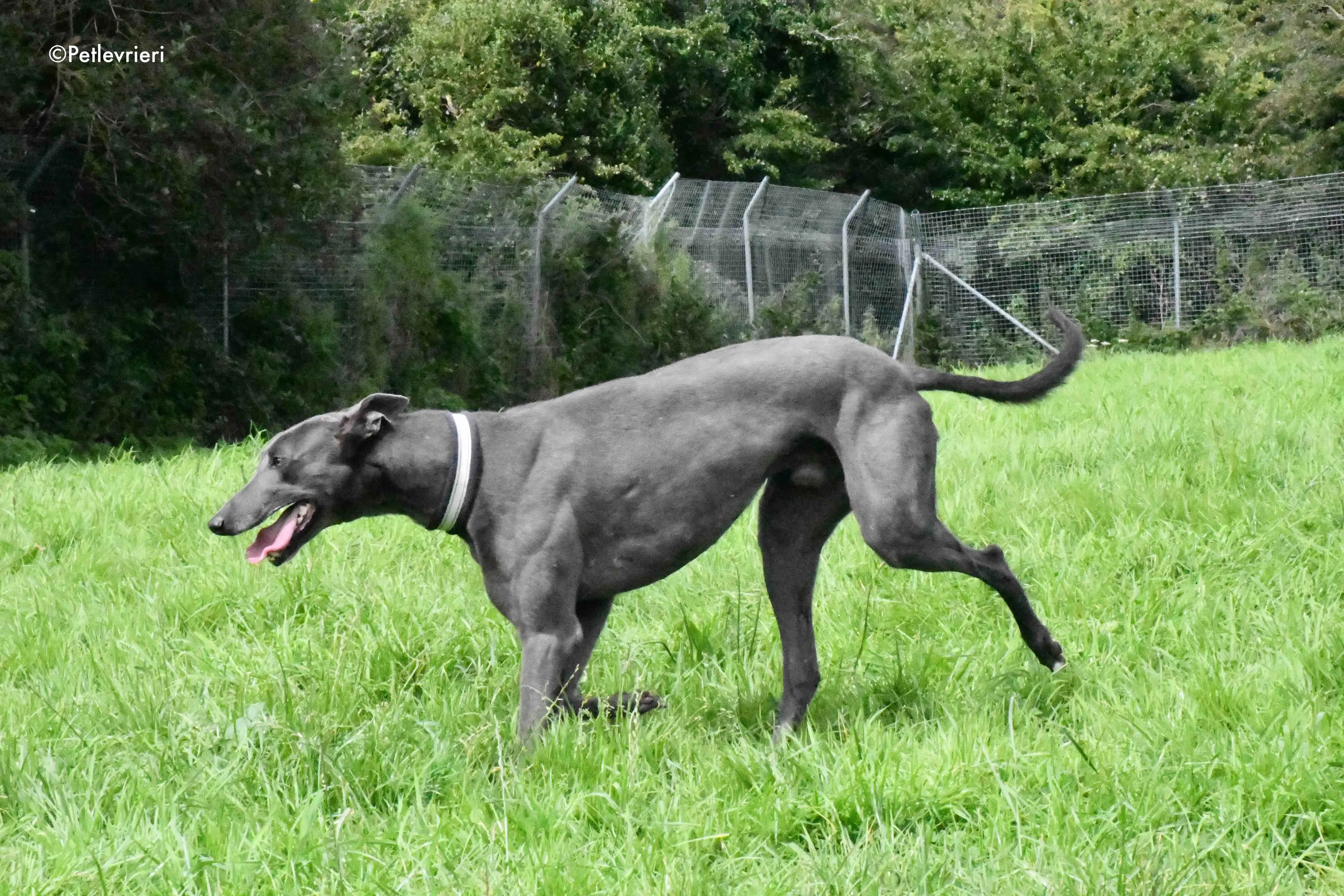 blue adozione levrieri greyhound 6