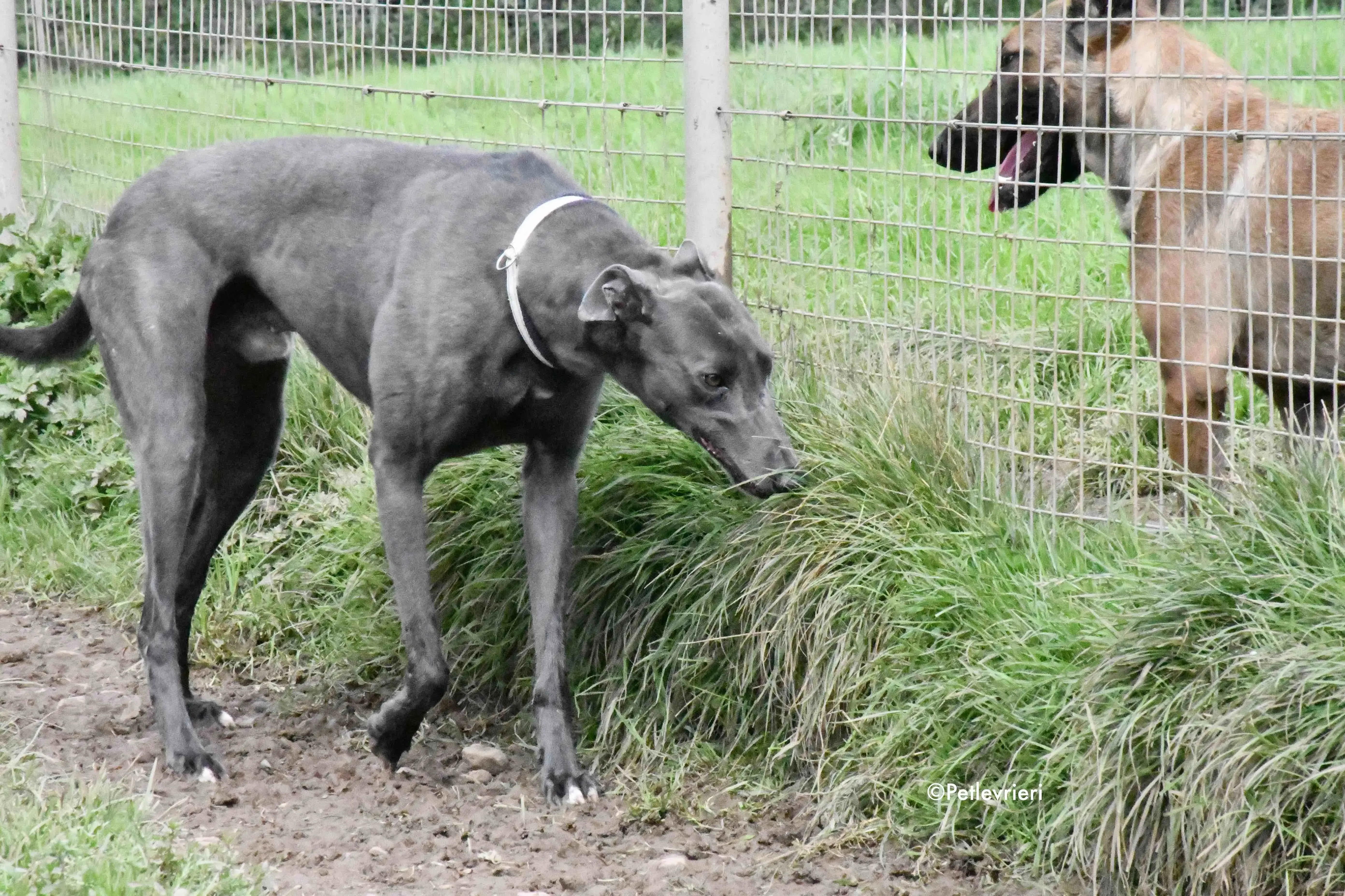 blue adozione levrieri greyhound 7