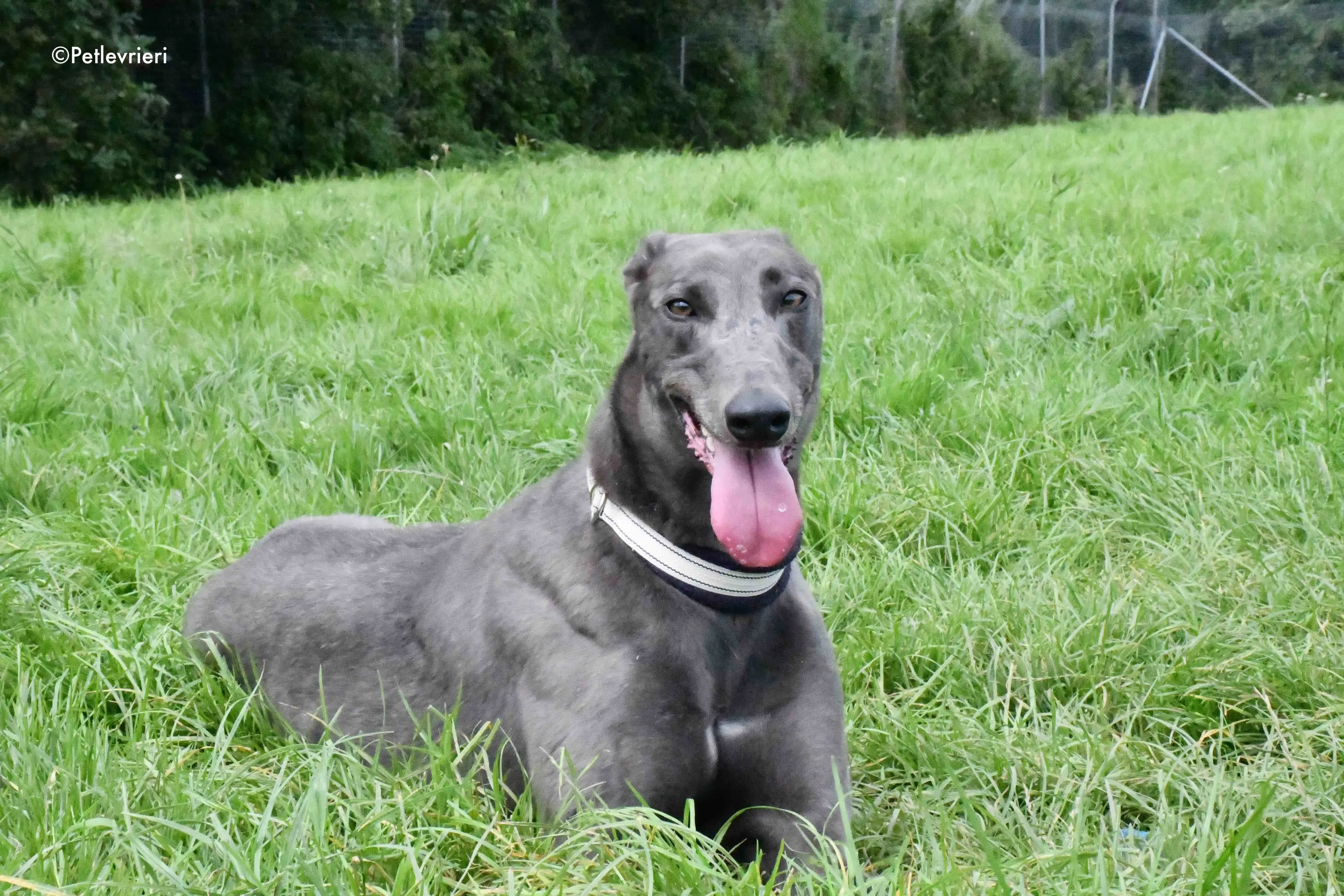 blue adozione levrieri greyhound 8