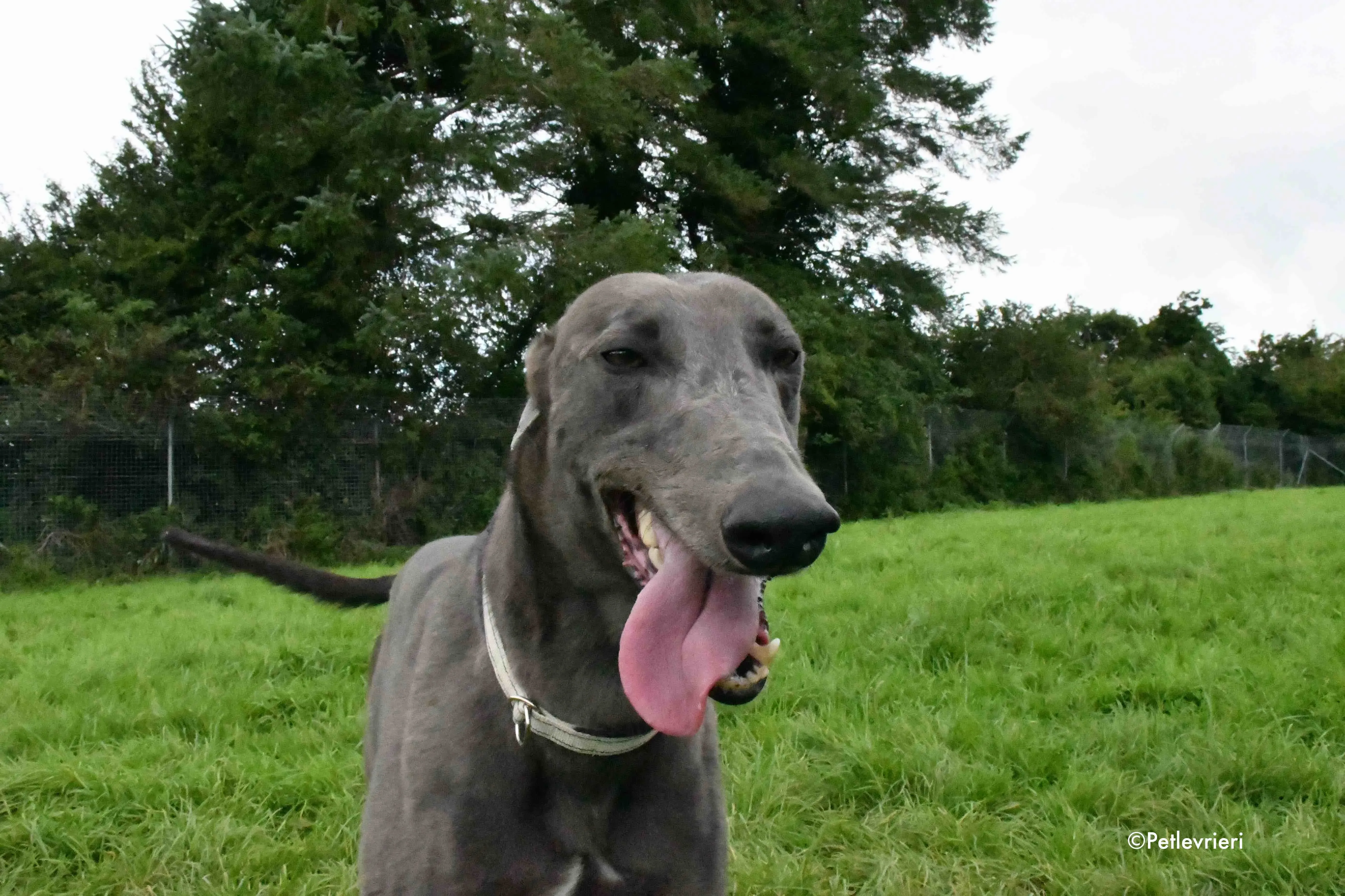 blue adozione levrieri greyhound 9