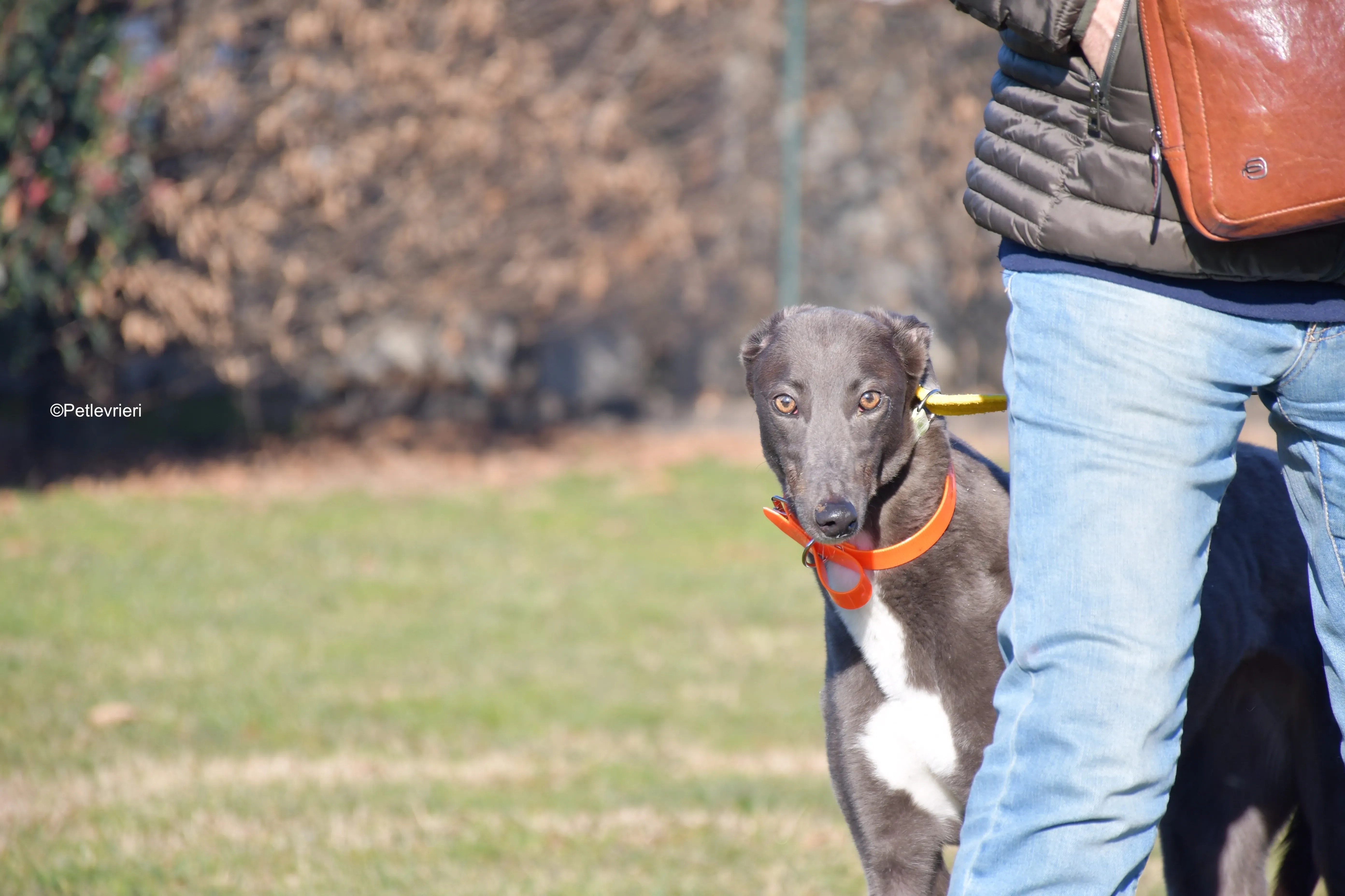 blue adozione levrieri greyhound 1