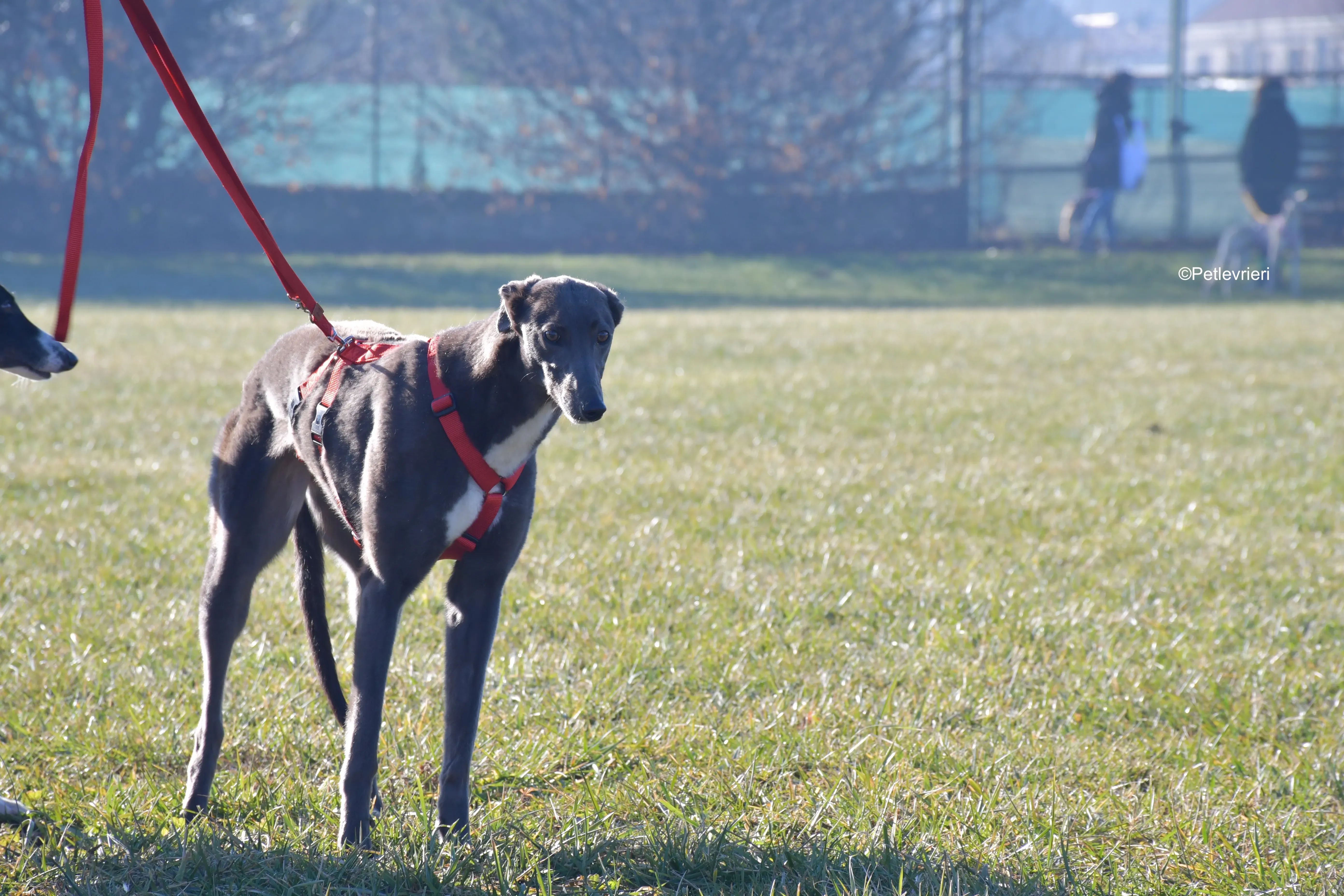 blue adozione levrieri greyhound 2