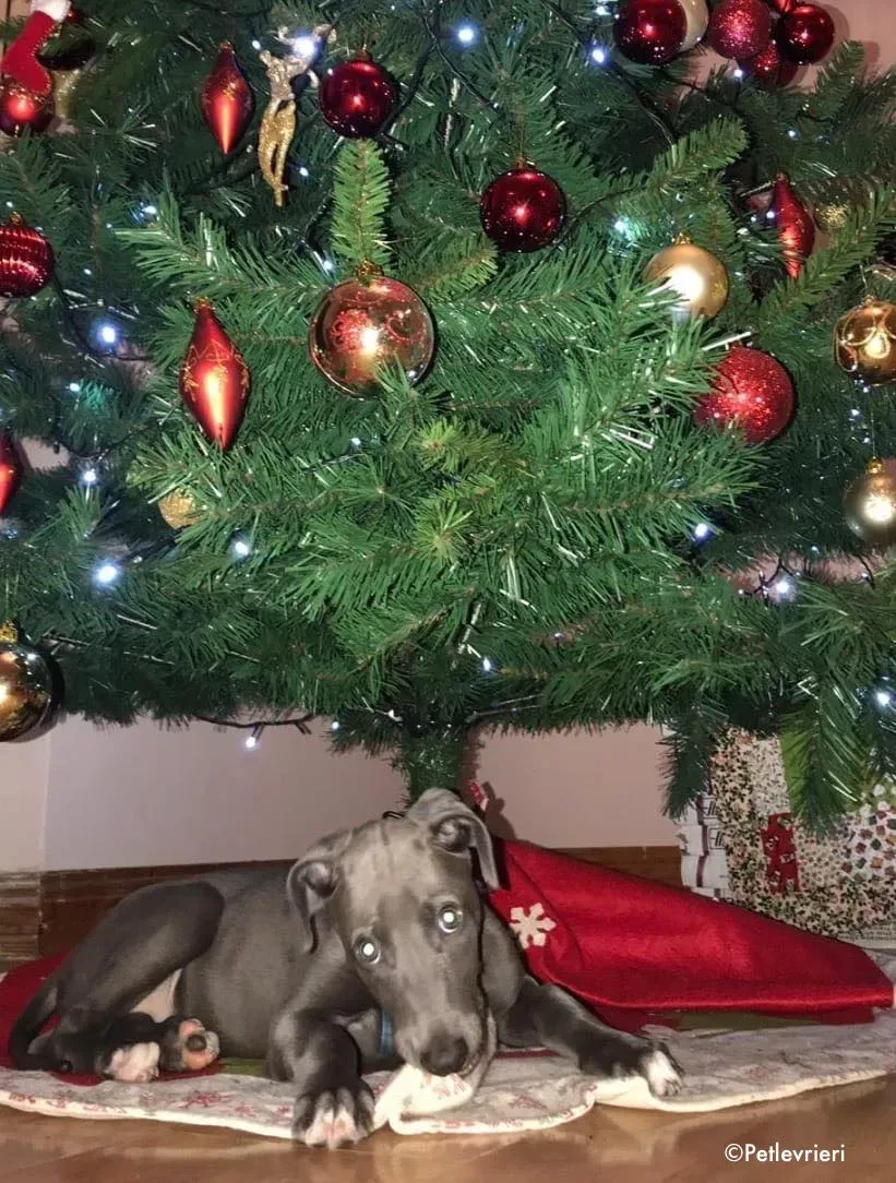 blue adozione levrieri greyhound 2 1