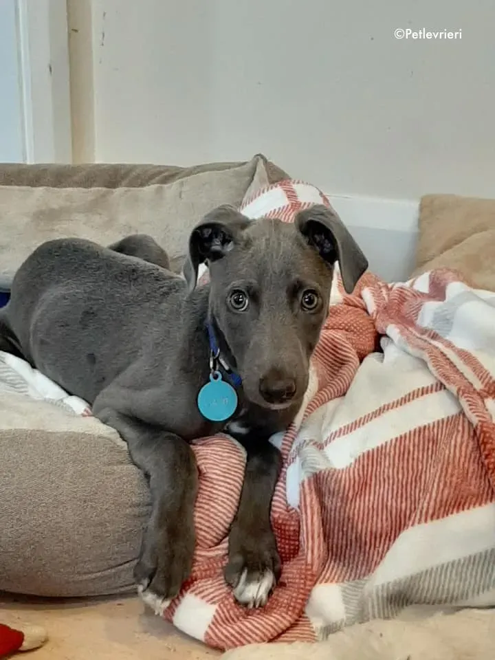 blue adozione levrieri greyhound 2 2