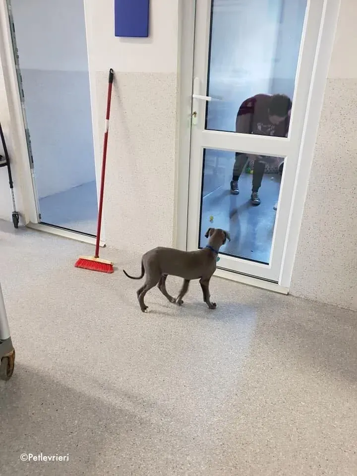 blue adozione levrieri greyhound 3 1