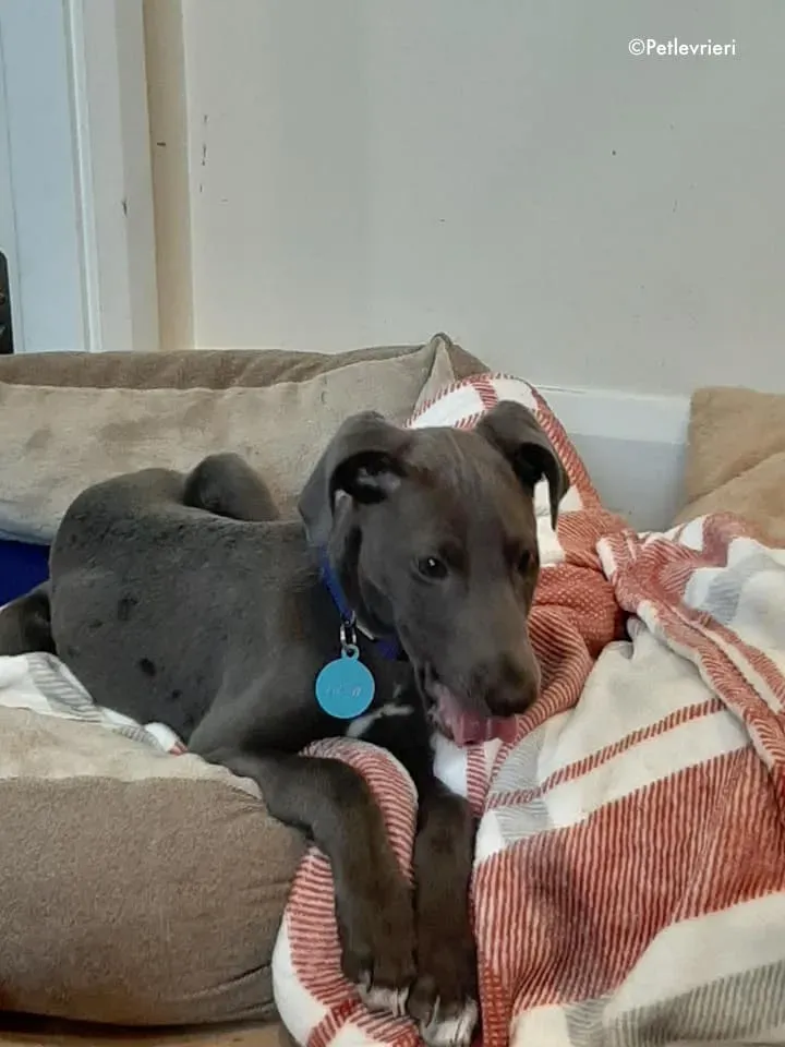 blue adozione levrieri greyhound 3 2