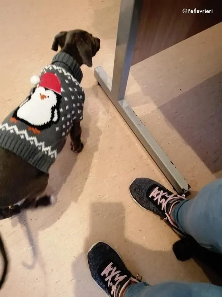 blue adozione levrieri greyhound 4 2