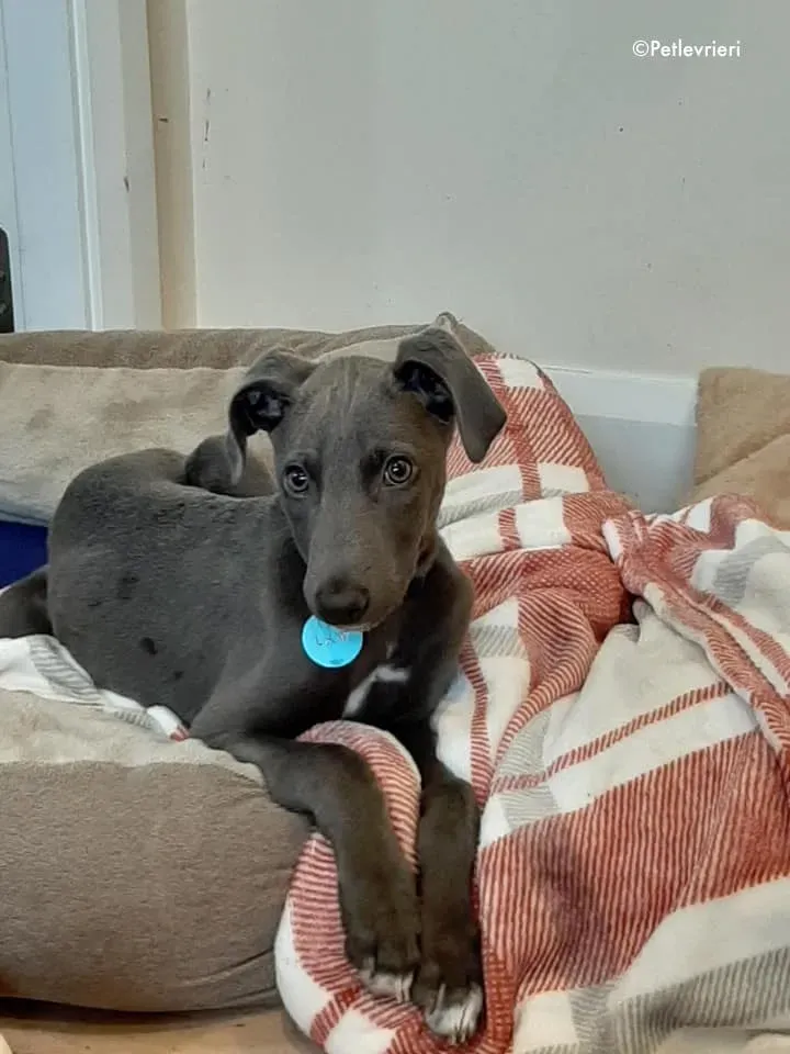 blue adozione levrieri greyhound 4 3