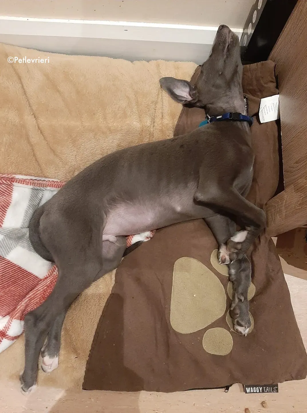 blue adozione levrieri greyhound 5 1