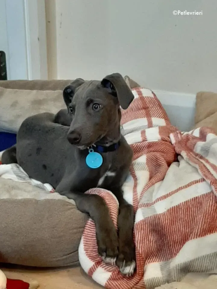 blue adozione levrieri greyhound 5 2