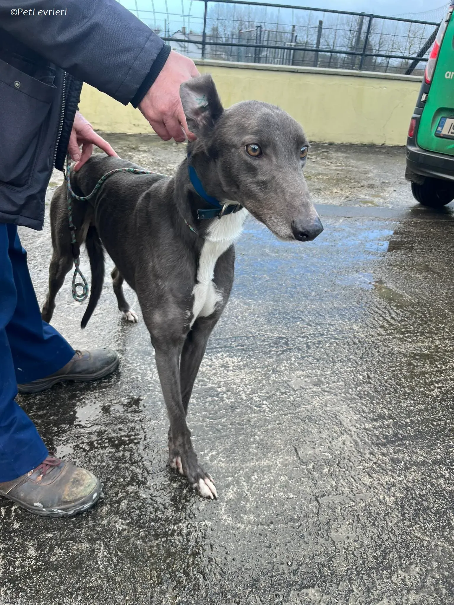 blue adozione levrieri greyhound 6