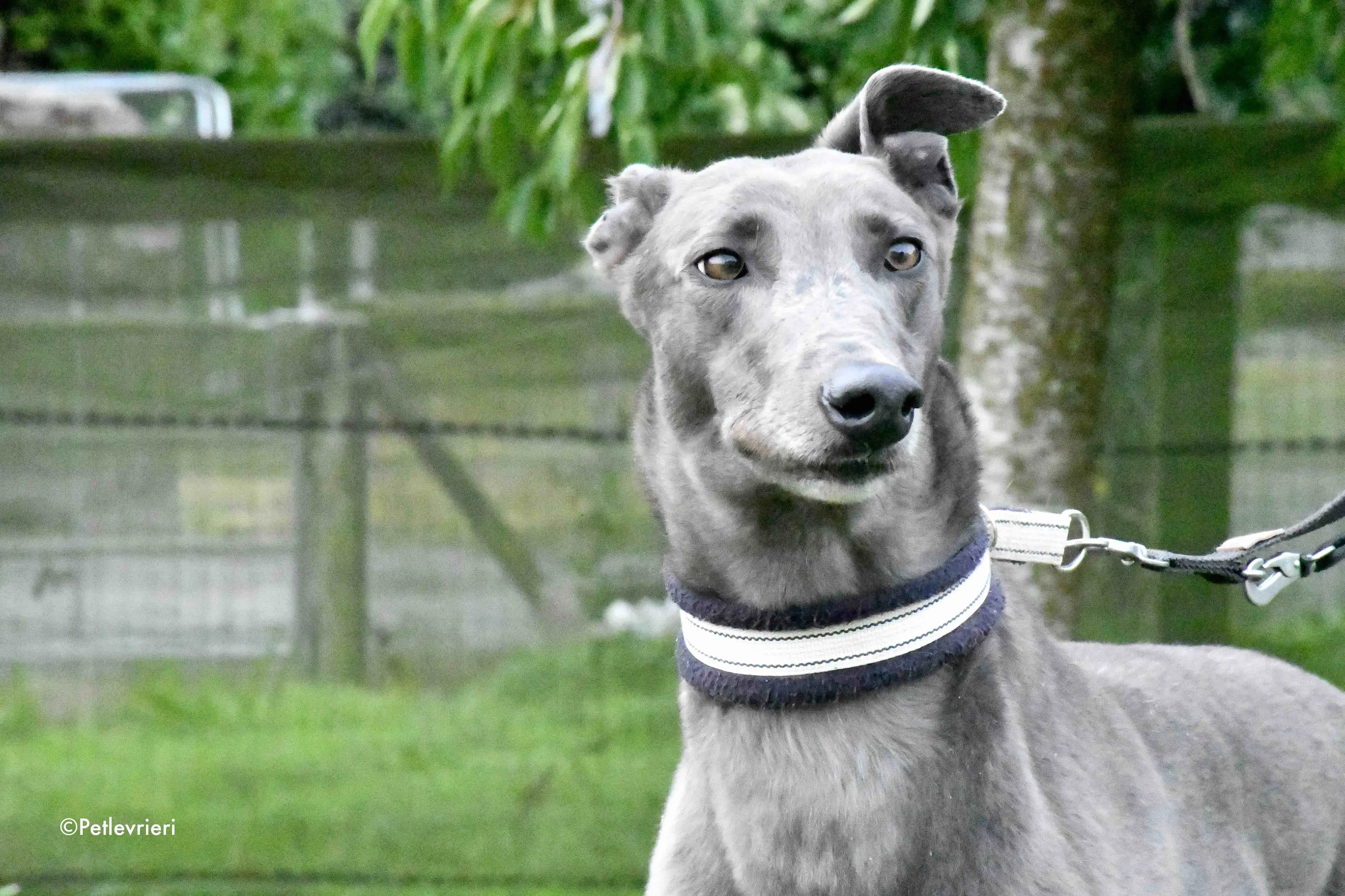 blue adozione levrieri greyhound 3