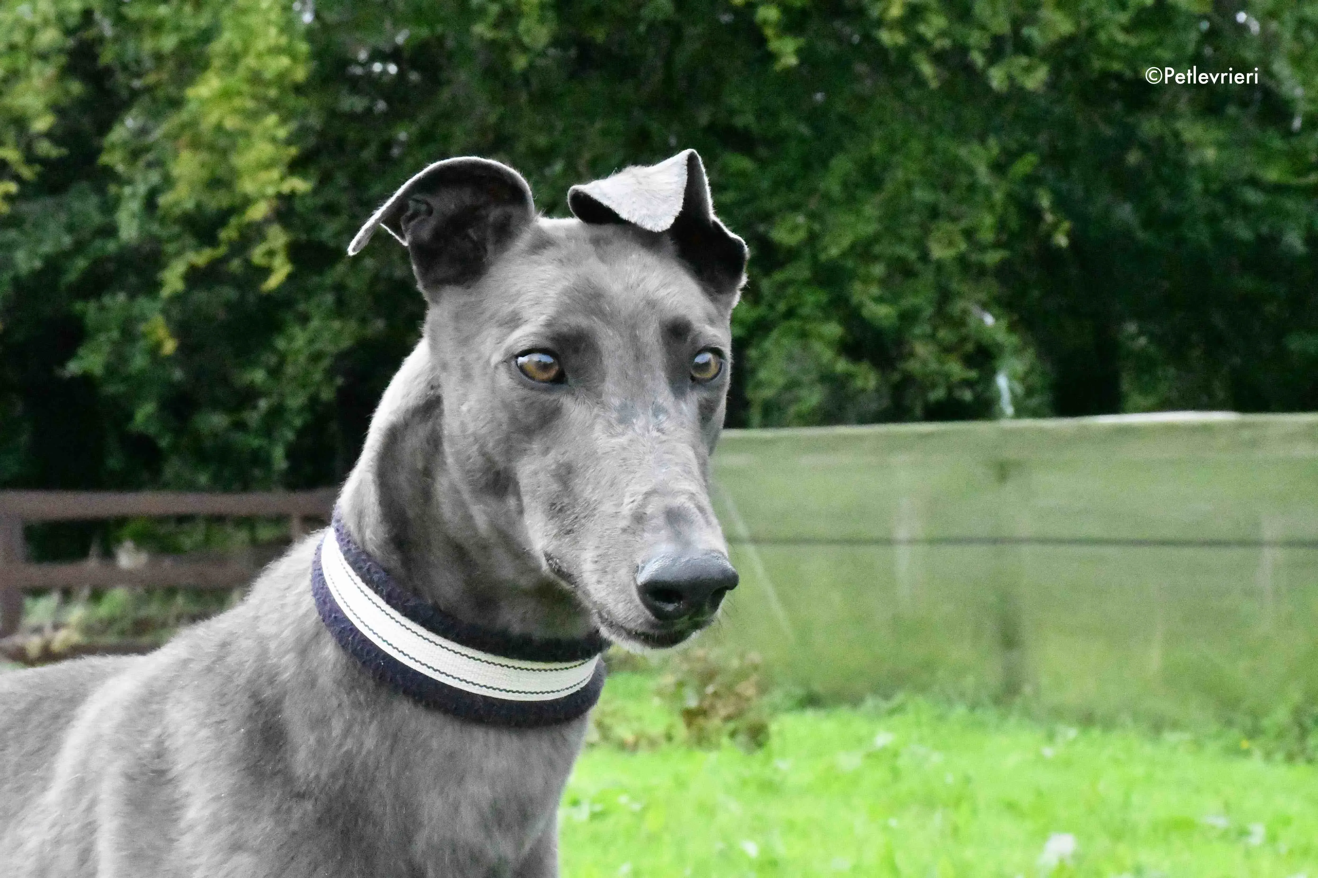 blue adozione levrieri greyhound 4