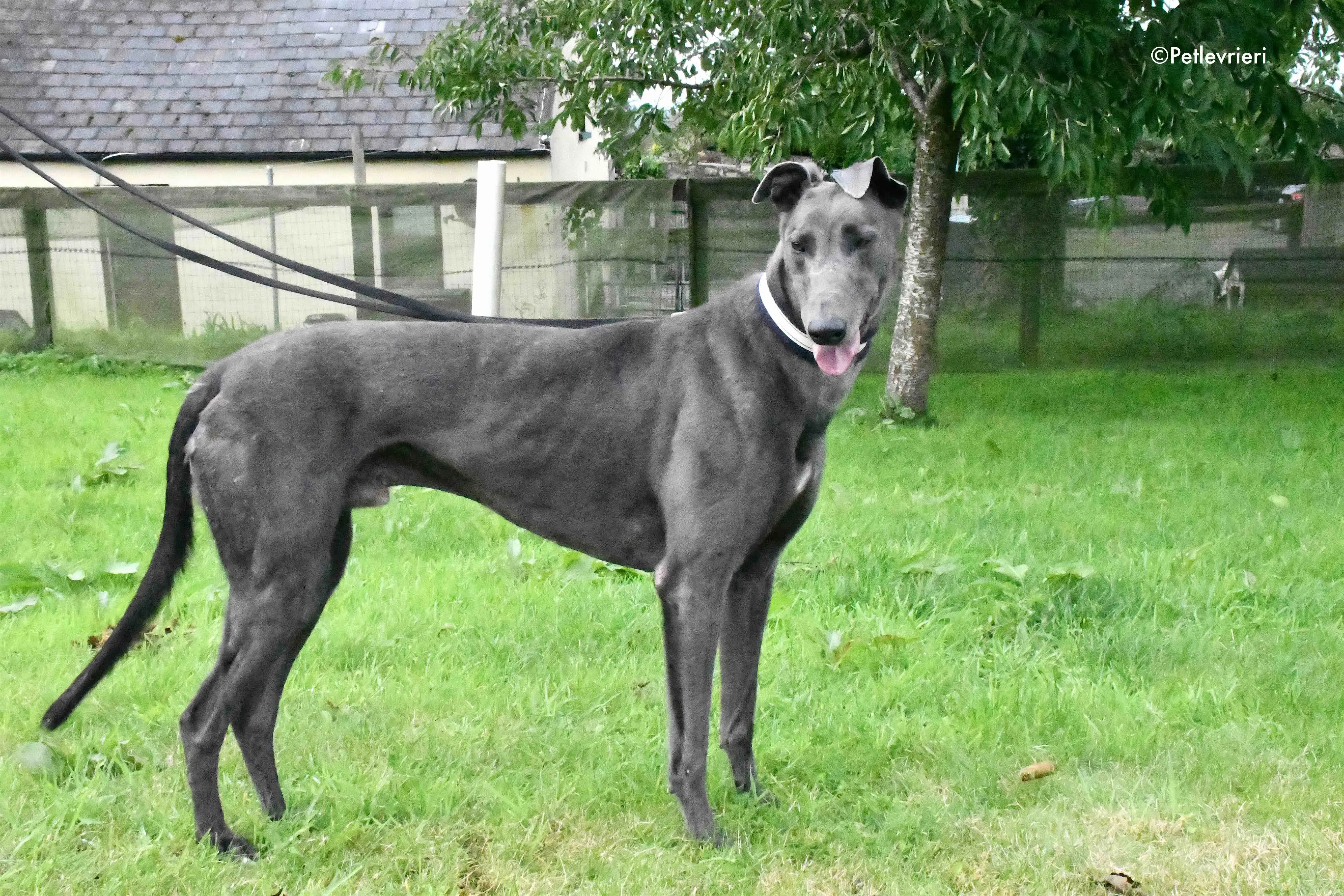 blue adozione levrieri greyhound 5