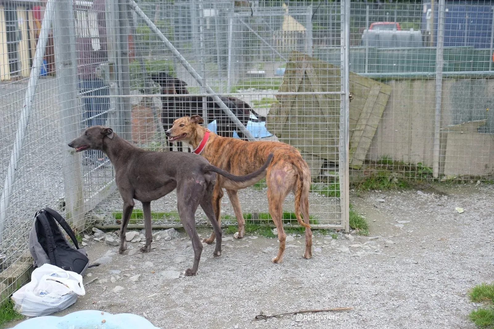 blue e dorothy adozione greyhound 1