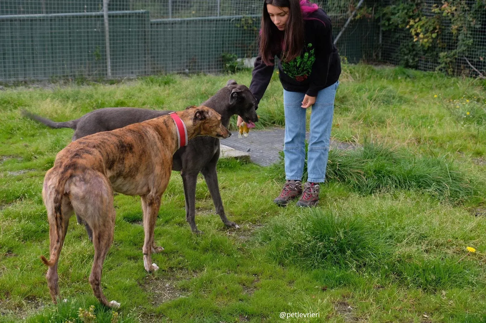 blue e dorothy adozione greyhound