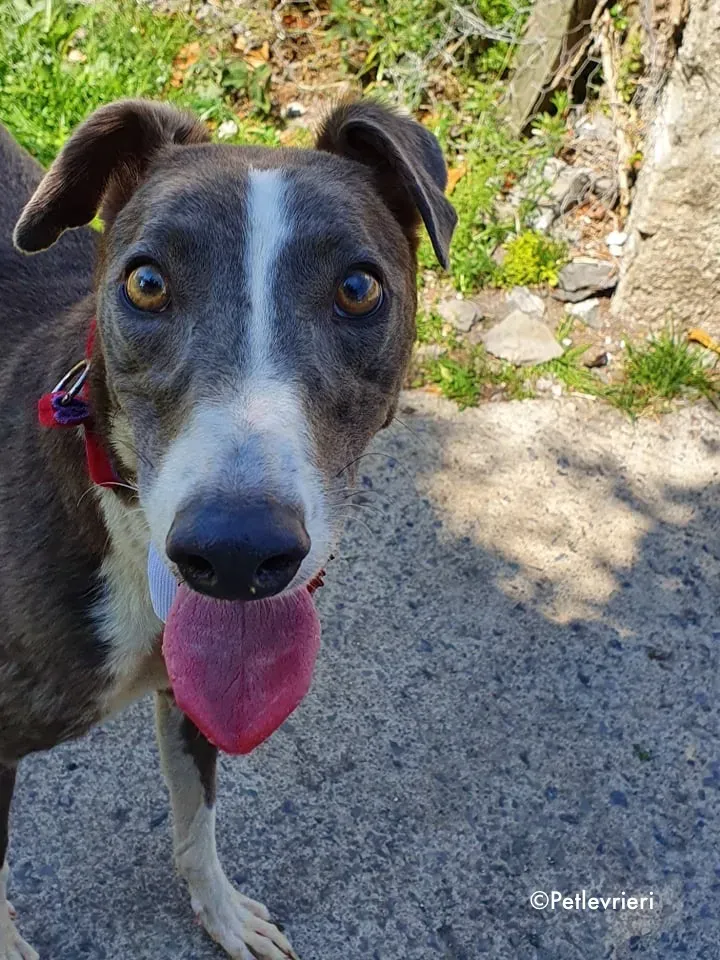 blyton adozione levrieri greyhound 1