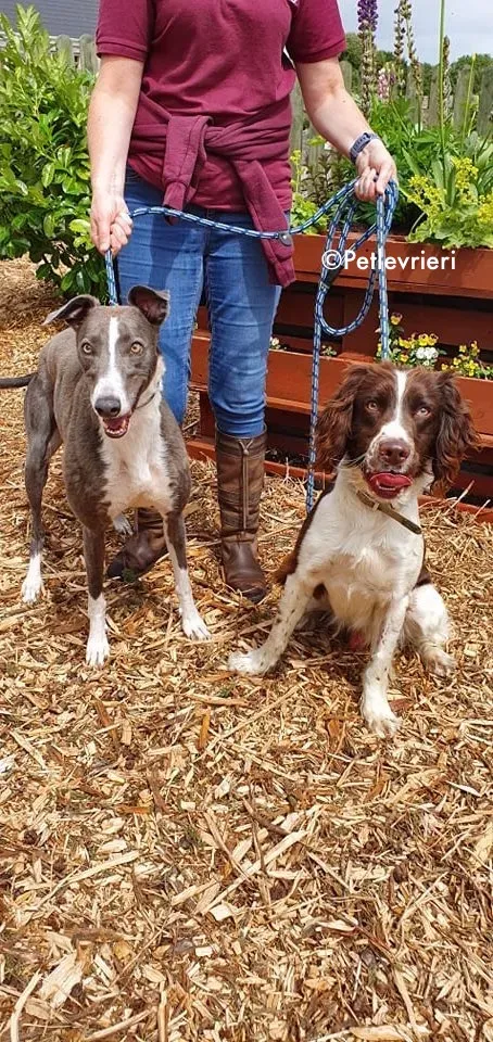 blyton adozione levrieri greyhound 10