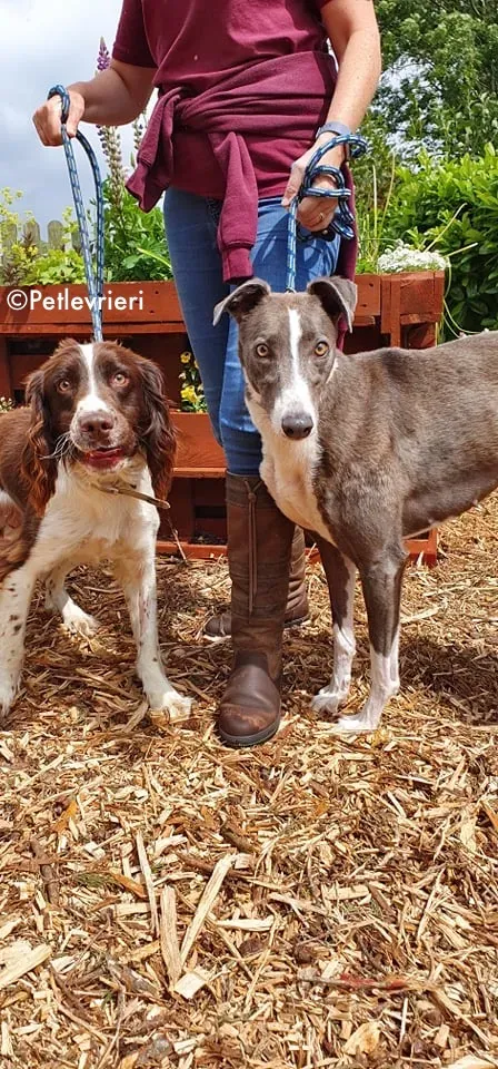 blyton adozione levrieri greyhound 11